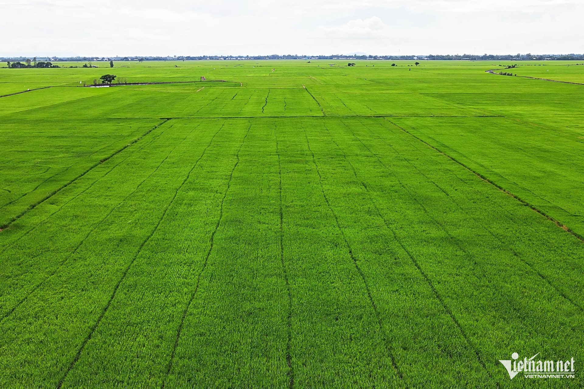 W-lúa An Giang Nguyễn Huế 20.jpg