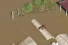 Brazil: Chú ngựa đứng một mình 2 ngày trên nóc nhà giữa biển nước đợi giải cứu