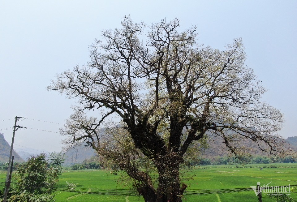 Chiêm ngưỡng cây thị hơn 800 tuổi độc nhất vô nhị ở Hòa Bình