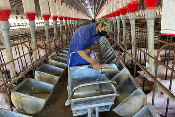 Hội Chăn nuôi phản ứng việc kiểm kê khí nhà kính ở trang trại lợn, gà
