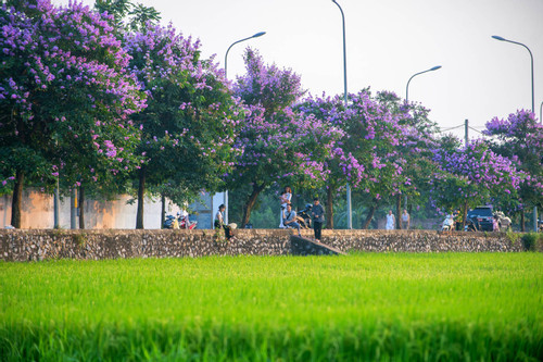Du khách 'săn lùng' đường bằng lăng tím ngắt ven ruộng lúa ở ngoại thành Hà Nội