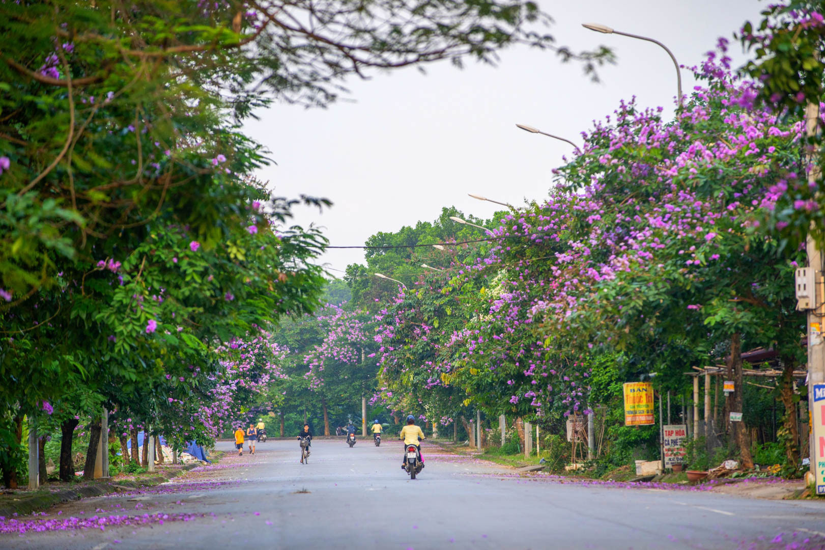 đường bằng lăng sơn tây