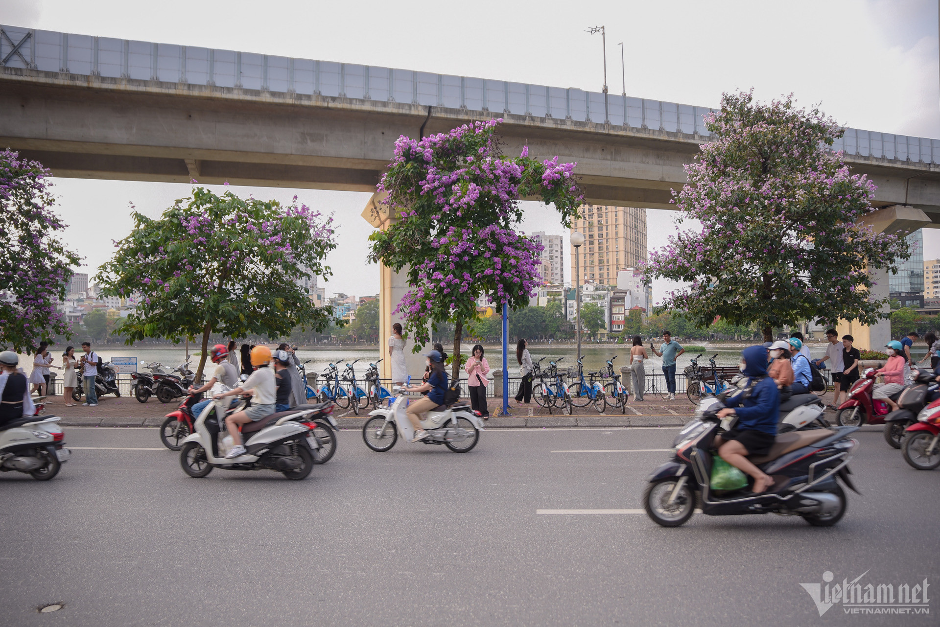 W-hoa bằng lăng hà nội.jpeg