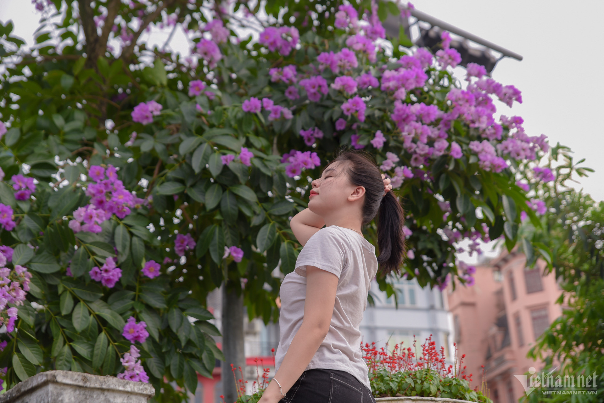 W-hoa bằng lăng hà nội.jpeg