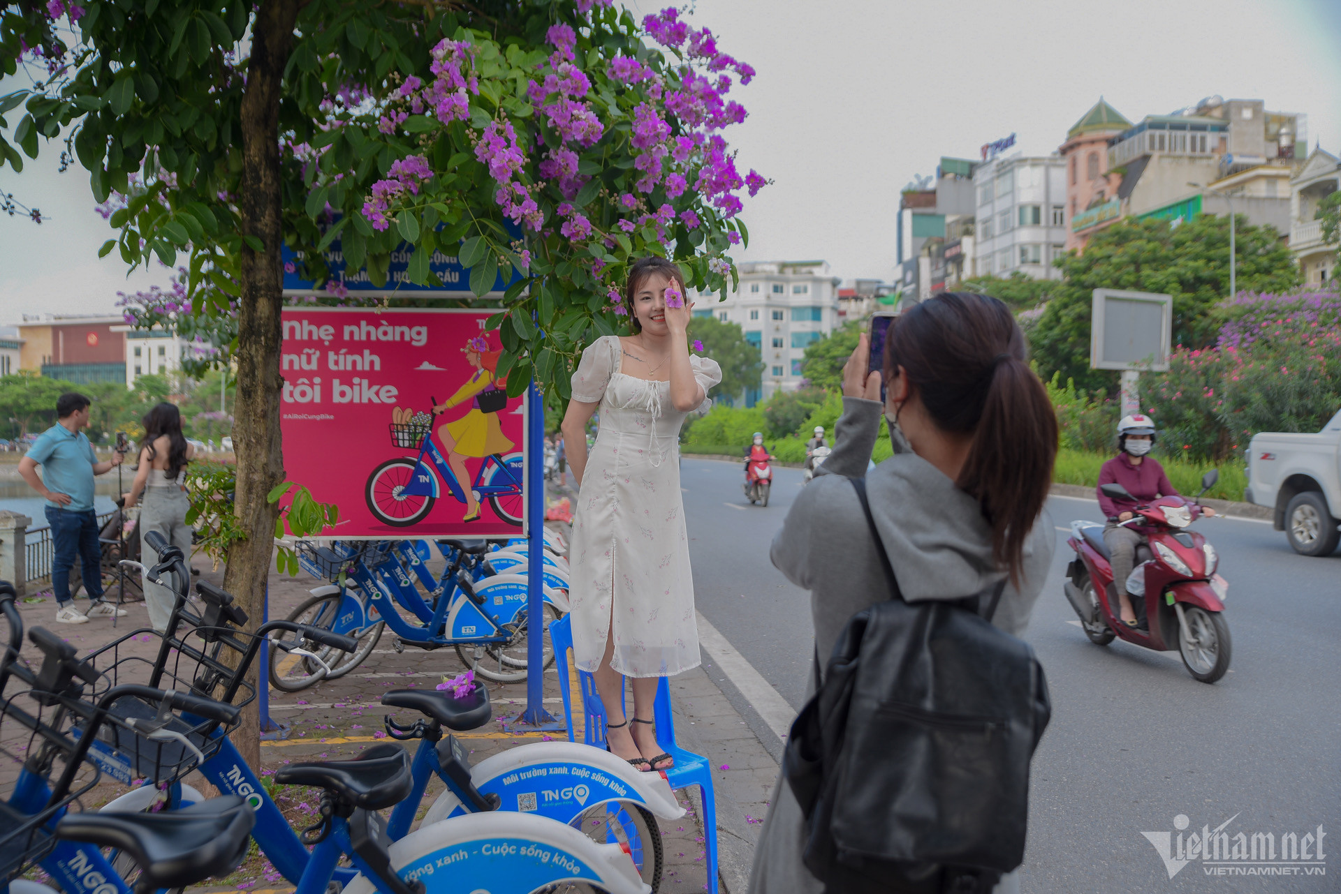 W-hoa bằng lăng hà nội.jpeg