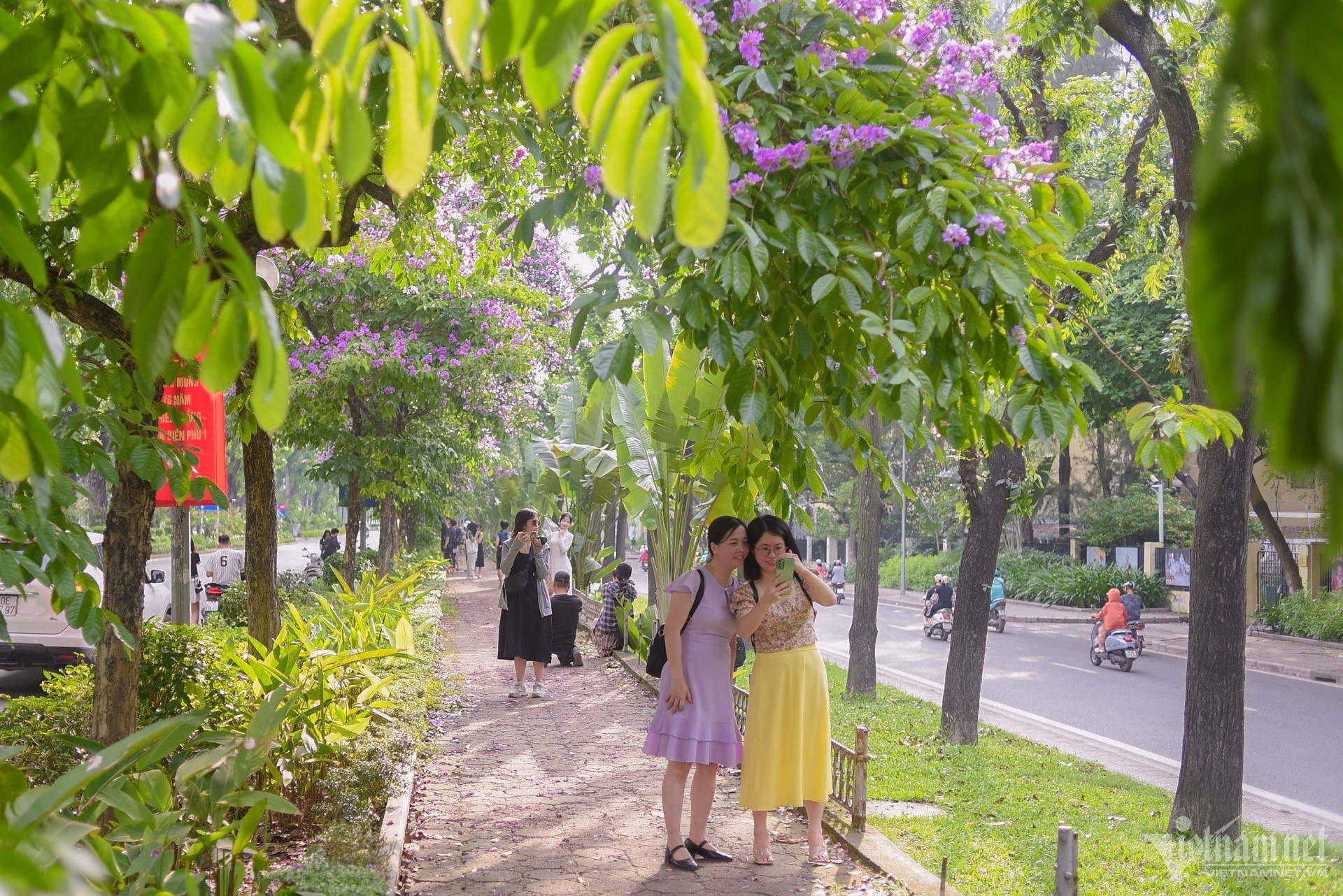 W-hoa bằng lăng hà nội.jpeg