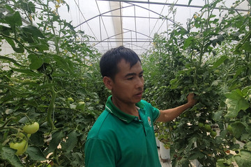 Nông nghiệp công nghệ cao - Bệ đỡ xây dựng nông thôn mới ở Điện Biên