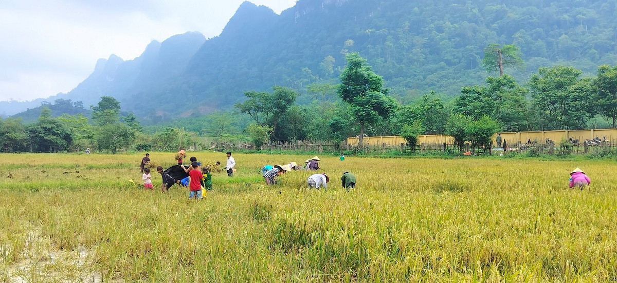 Bà con đã thuần thục trong kỹ thuật sản xuất và có nguồn lương thực ổn định.