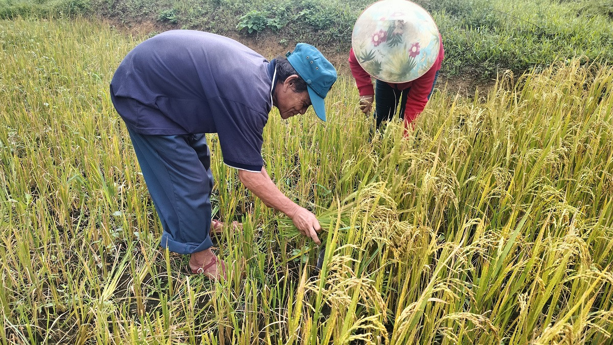 Bà con phấn khởi vì được mùa lúa.