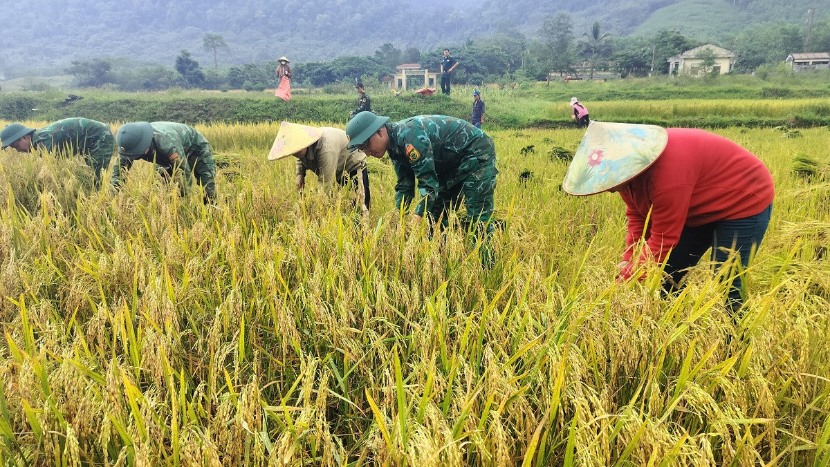 Cán bộ, chiến sĩ Đồn Biên phòng Cà Xèng giúp bà con thu hoạch lúa.