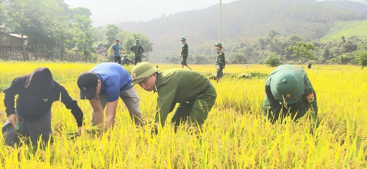 Cán bộ, chiến sĩ Đồn Biên phòng cửa khẩu quốc tế Cha Lo giúp đồng bào bản K. Ai, xã Dân Hóa, huyện Minh Hóa gặt lúa.