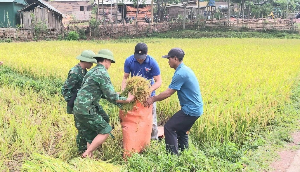 Cho lúa vào bao để vận chuyển về cho bà con.