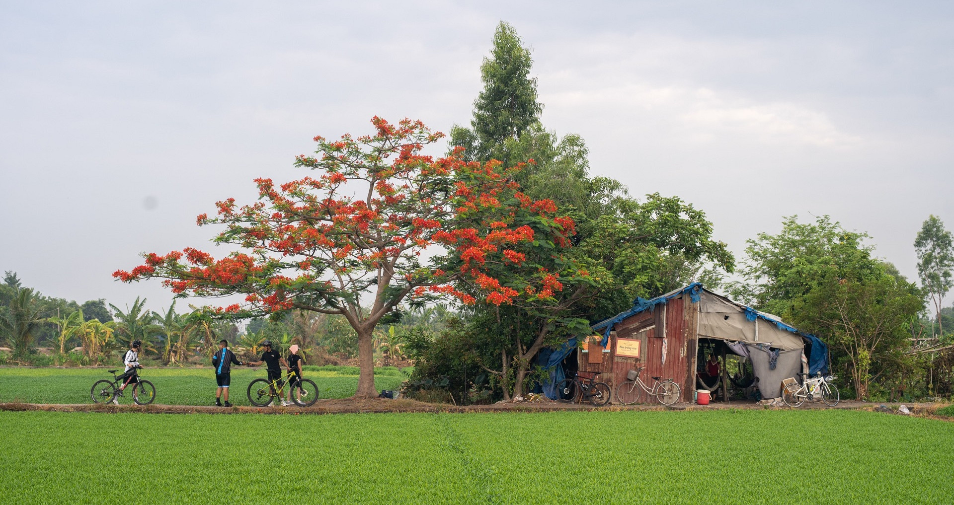 Đi ngàn km tìm &amp;apos;cây phượng cô đơn&amp;apos; ở TP.HCM, ngao ngán gặp cảnh hái hoa, bẻ cành