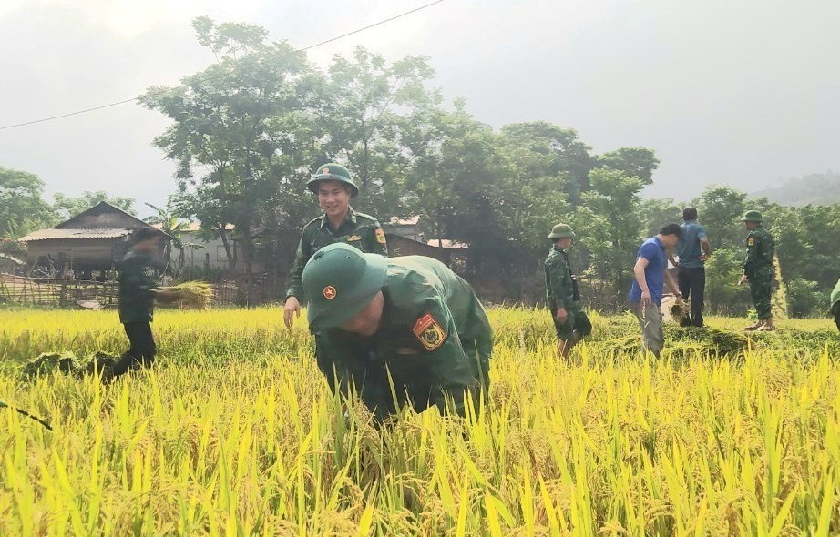 Năng suất lúa đạt 4-4,5 tấn/ha, cao nhất từ trước đến nay.