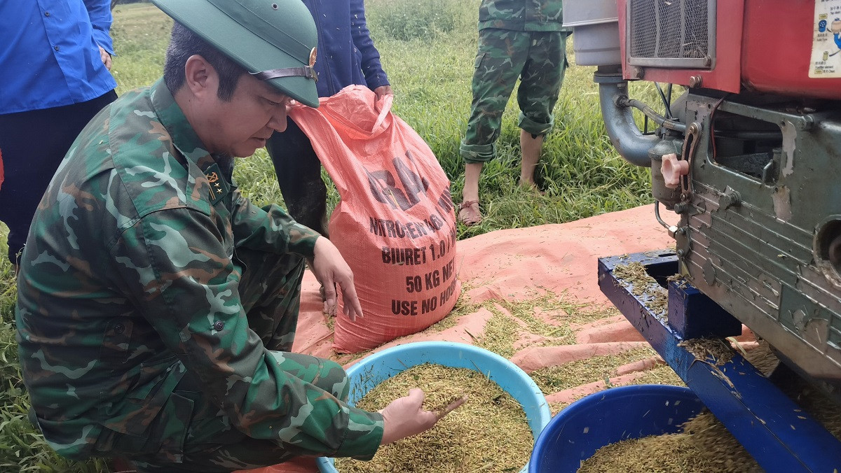 Lúa sau khi tuốt sẽ được phơi khô và cất vào kho.