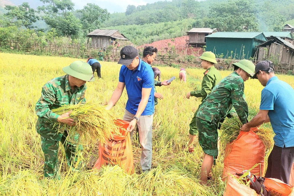 Mùa vàng bội thu nơi vùng cao biên giới Quảng Bình