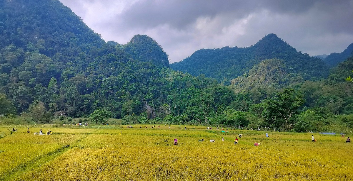 Những ruộng lúa chín vàng nơi biên giới.