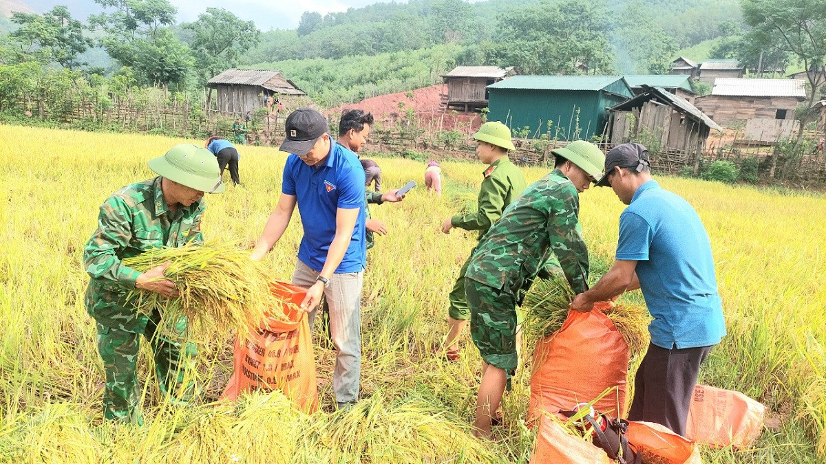 Niềm vui trên những cánh đồng lúa chín vàng.
