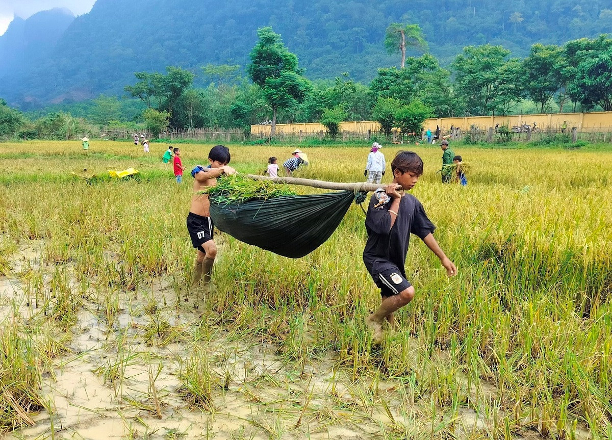 Trẻ em xuống đồng giúp bố mẹ gánh lúa về.