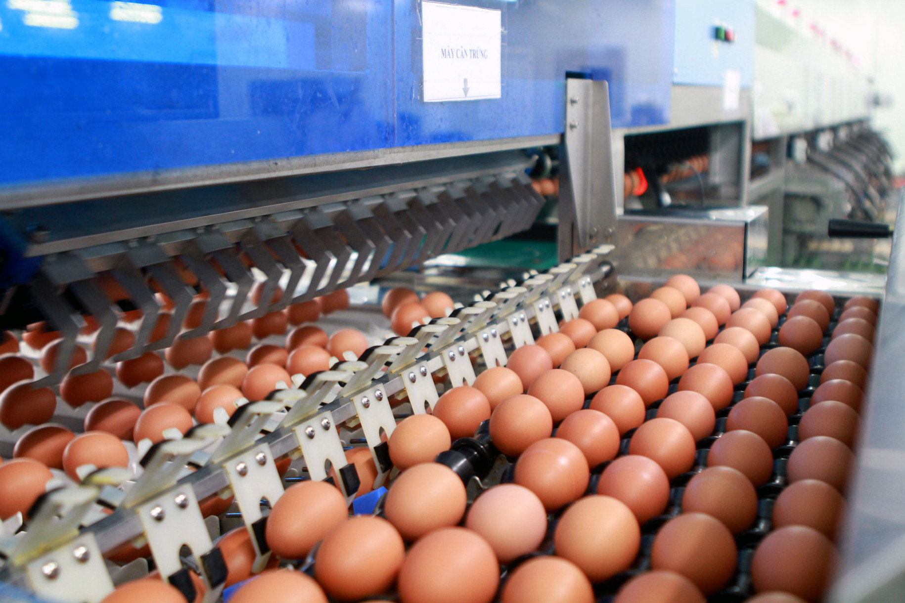 Ngân hàng lại hạ giá nhà máy sản xuất trứng gà sạch của nữ đại gia một thời