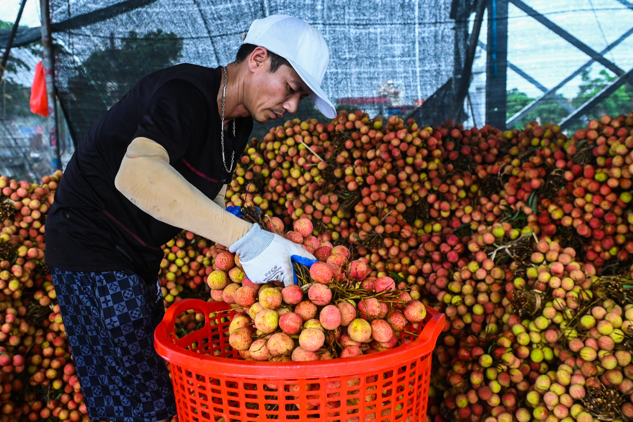 Thương nhân Trung Quốc sang thu mua, giá vải thiều cao chót vót