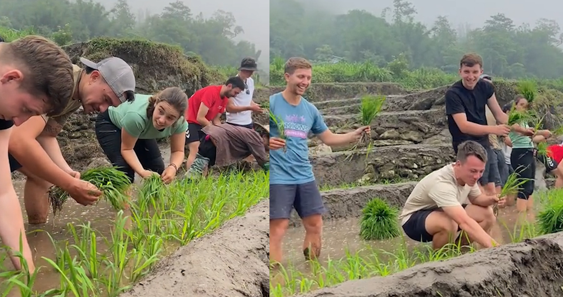 Video khách Tây lội bùn lấm lem, miệt mài cấy lúa tại Sa Pa hút triệu view