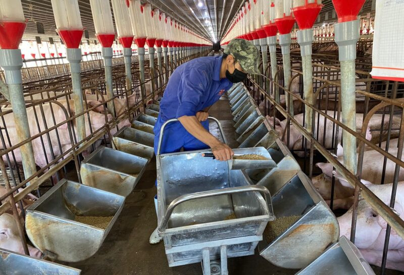 Bộ Nông nghiệp chỉ loạt điểm yếu ngành chăn nuôi, triệu hộ nông dân lao đao