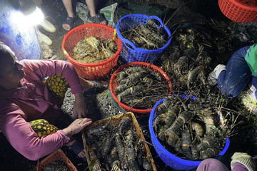 Tôm hùm chết hàng loạt: Phú Yên kiến nghị Bộ Nông nghiệp hỗ trợ
