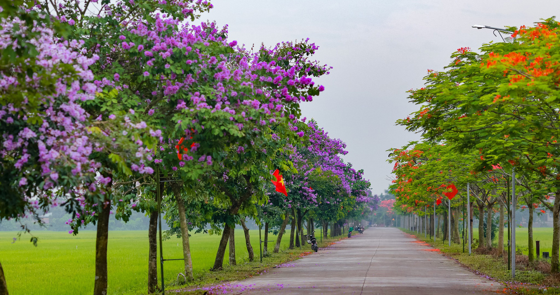 Con đường 800m hot nhất Hải Dương: Bên đỏ rực hoa phượng, bên tím rịm bằng lăng