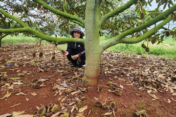 Điều tra vườn sầu riêng ở Đắk Lắk bị kẻ gian phá hoại
