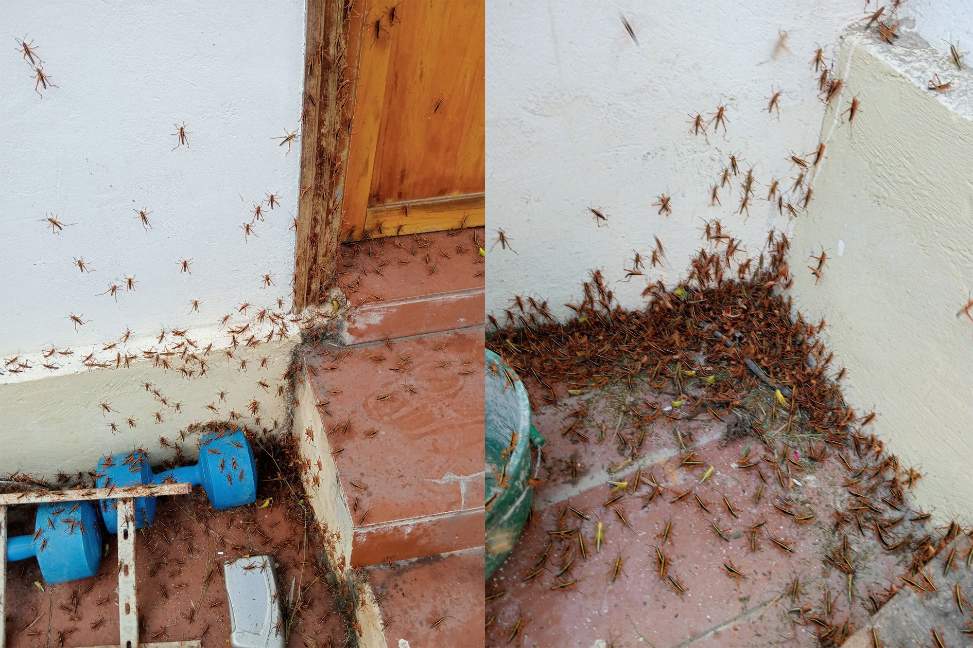 châu chấu 2.jpg