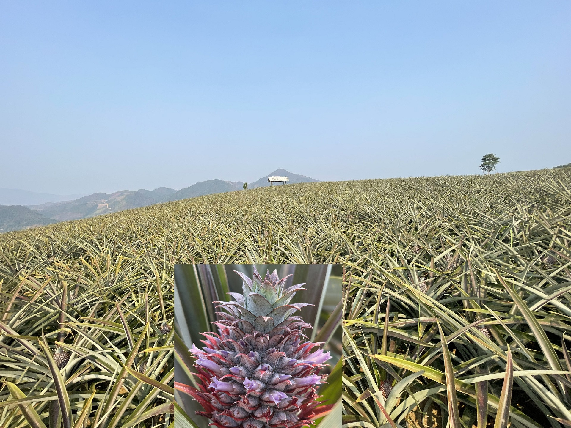 dứa mật mường nhà.jpg