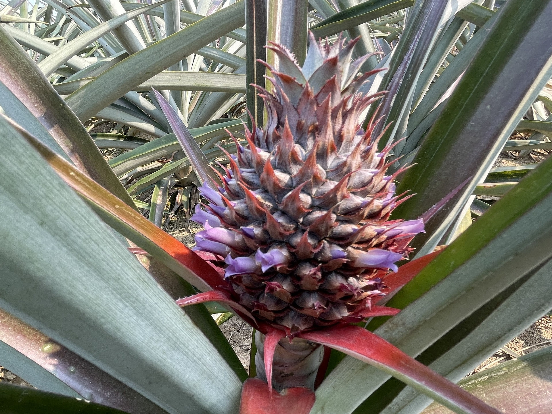 mường nhà điện biên.jpg