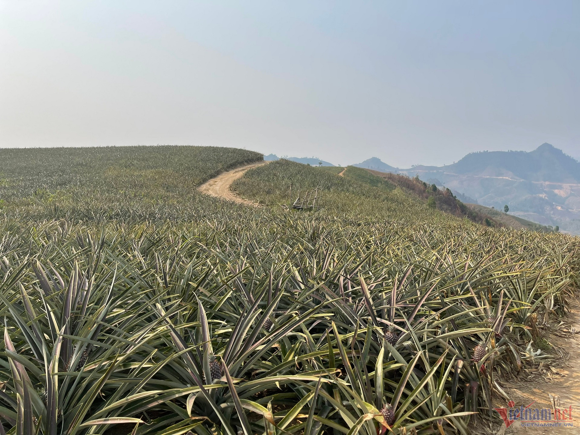 W-đồi dứa mật 3.jpg