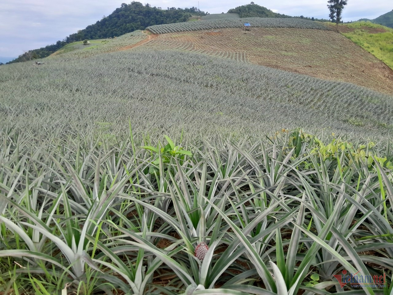 W-quả dứa mường nhà.jpg