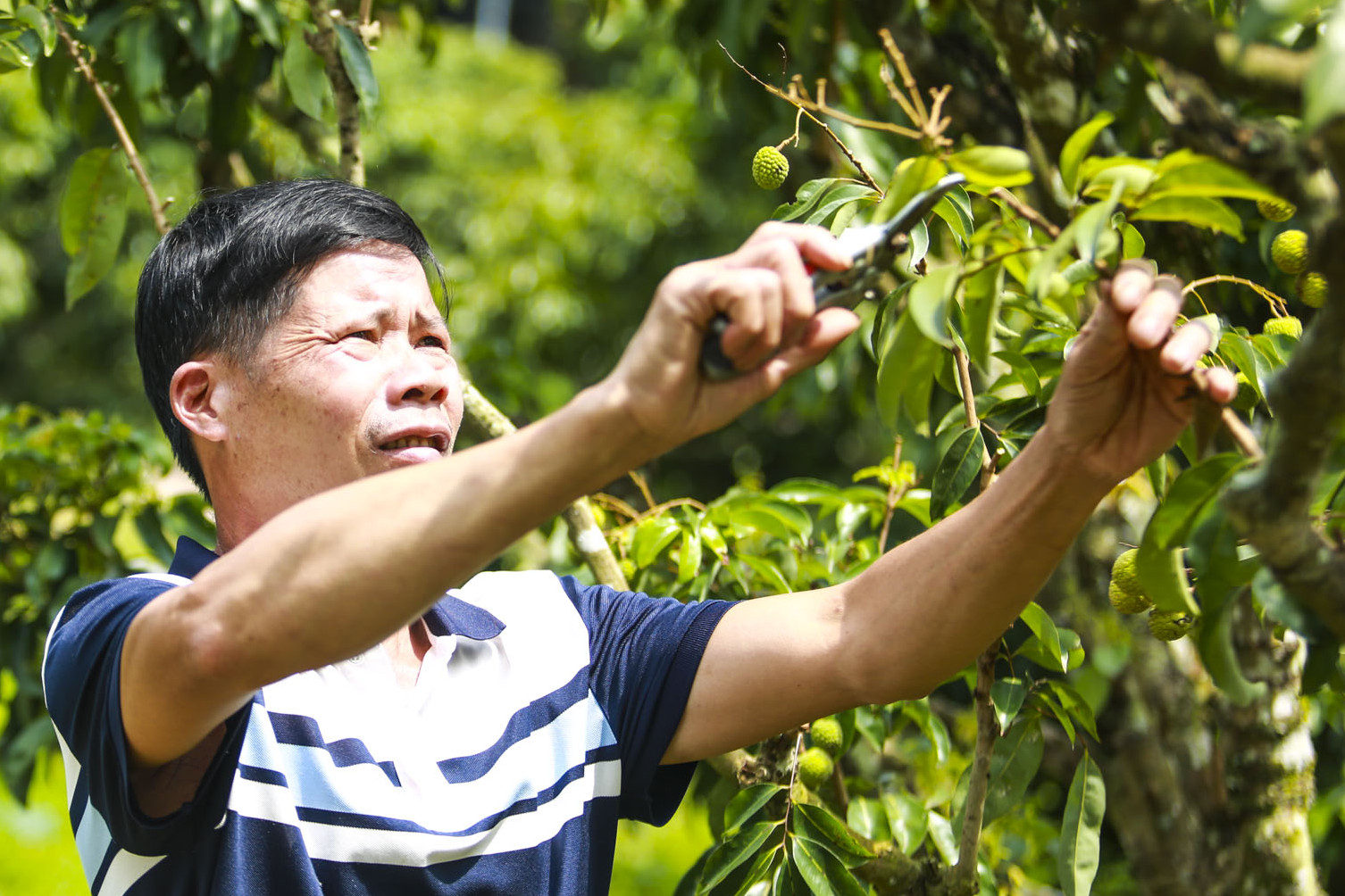 'Thủ phủ' vải mất mùa chưa từng có sau 30 năm, giá tăng gấp rưỡi