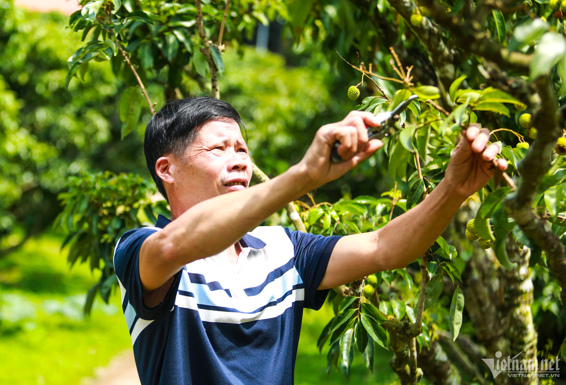 W-vải bắc giang mất mùa_2.JPG.jpg