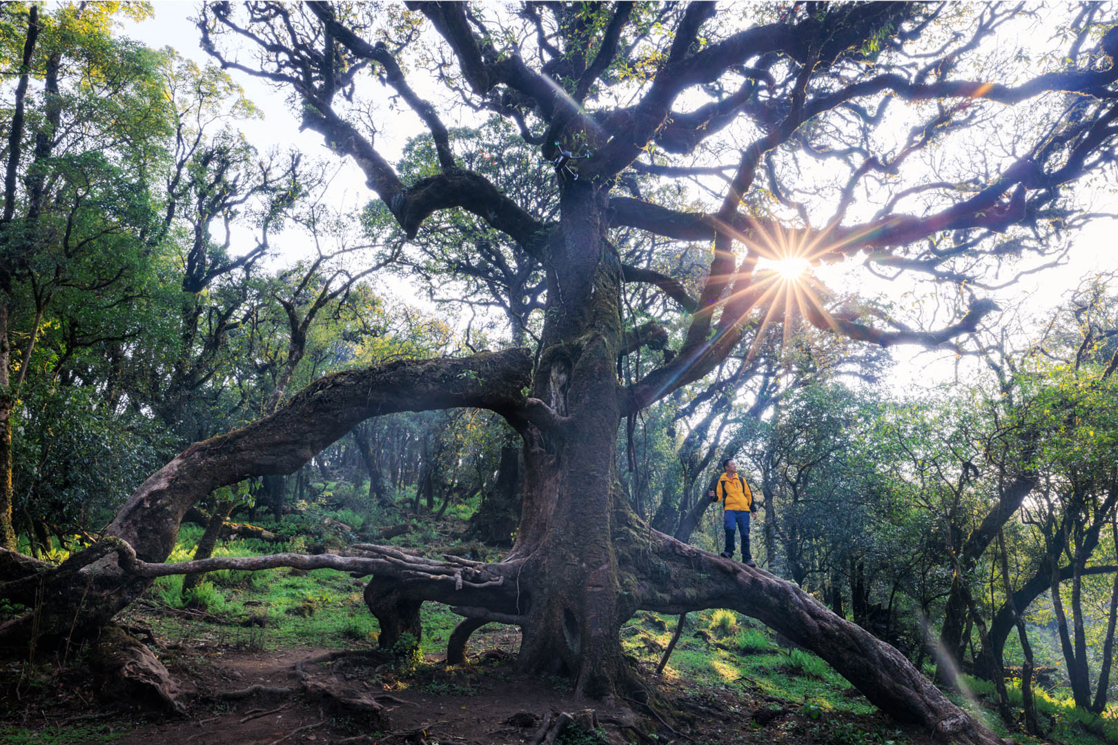 Cung đường trekking đẹp như cổ tích, cách Hà Nội chỉ 4 tiếng lái xe