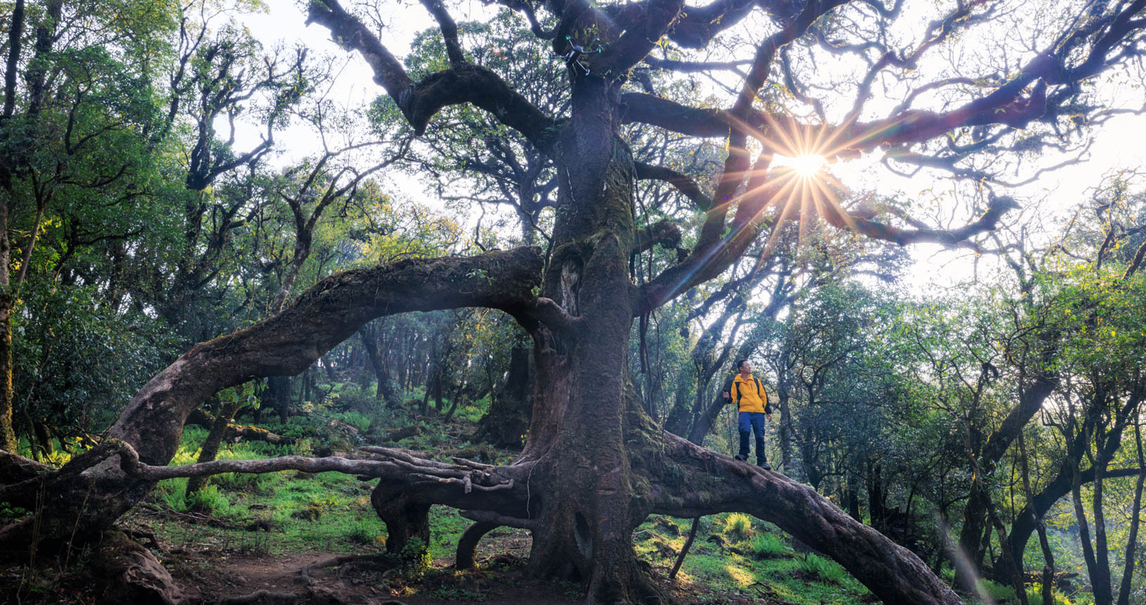 Cung đường trekking đẹp như cổ tích, cách Hà Nội chỉ 4 tiếng lái xe