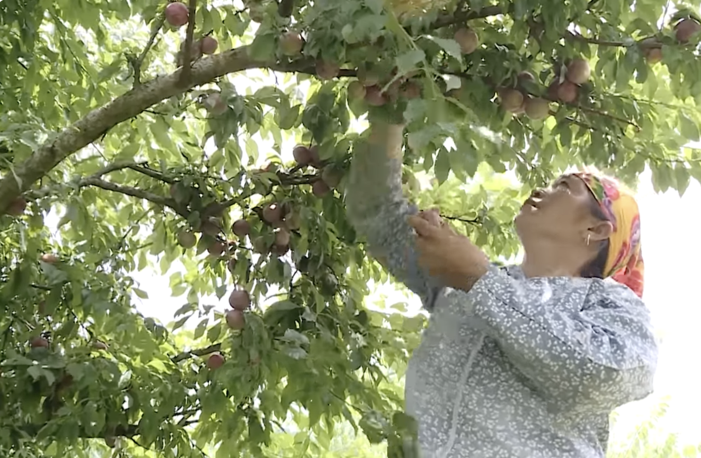 Tập trung hỗ trợ phát triển sản xuất, nâng cao thu nhập cho hộ nghèo