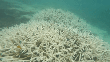 San hô rực rỡ ở Côn Đảo bị tẩy trắng hàng loạt, cơ quan quản lý nói gì?