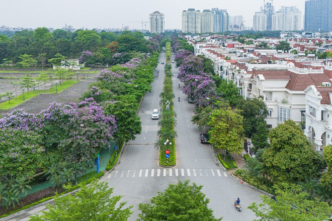 Tháng 6, rực rỡ sắc tím bằng lăng Ciputra Hanoi