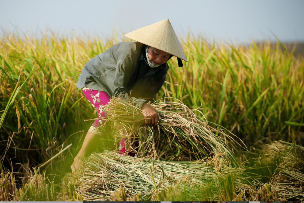 Với 1ha lúa giảm phát thải, nông dân Đắk Lắk thu thêm được 1,5 triệu đồng