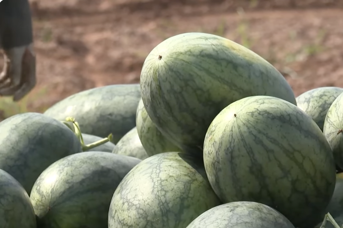 Đảm bảo dưa hấu quả tươi có thể truy xuất ngược đến vùng trồng đã được cấp mã số