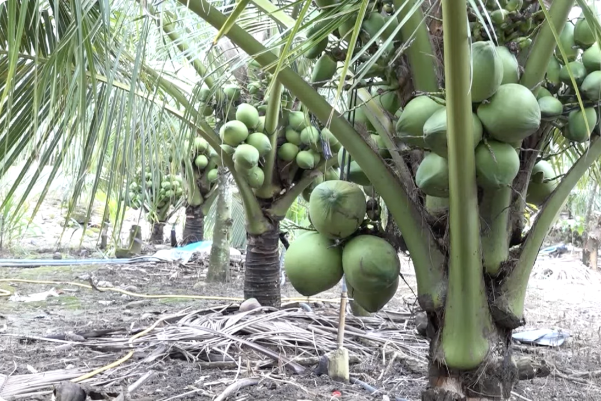 Thương vụ Việt Nam tại Philippines tiếp sức Hiệp hội dừa tìm kiếm đối tác