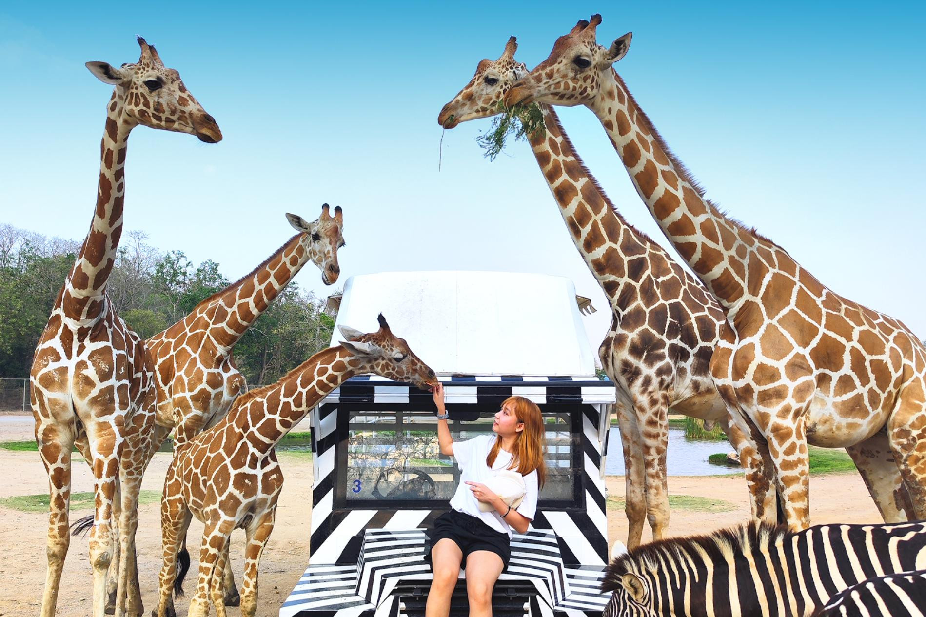 Cong vien safari.jpg