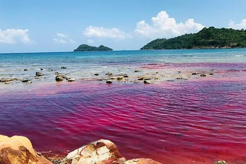 Thủy triều đỏ lần đầu xuất hiện tại đảo ở Phú Quốc