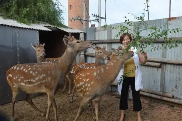 Mẹ nghèo bán nhà lên núi nuôi hươu cứu con trai, không ngờ thành triệu phú