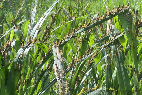 Sinh vật gây hại tấn công cây nông nghiệp, 11 tỉnh nhận chỉ đạo khẩn