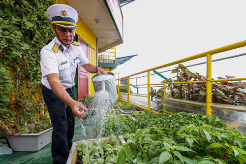 'Cánh đồng' rau ở Trường Sa